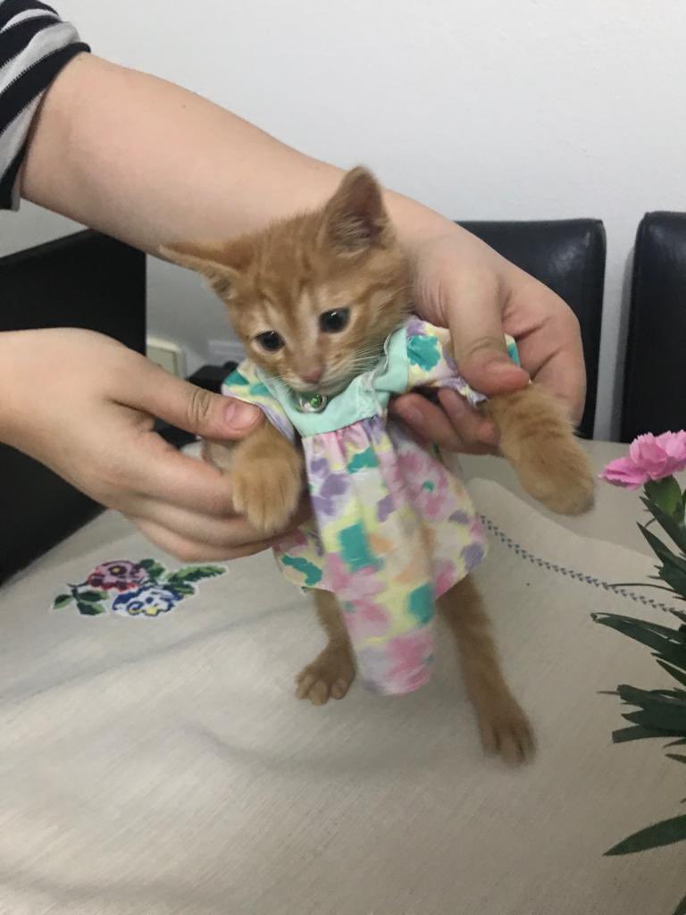 Karamelize16's tweet photo. Parti varmış süslendim.. şekşi bacaklarm nsı olms? 
#kedi https://t.co/kDyZhn3XZU