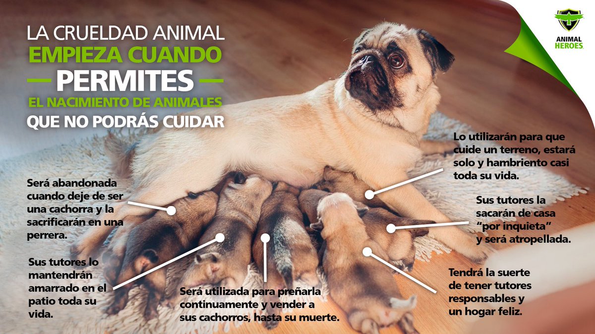 BeAnimalHeroes's tweet photo. Esterilizar a tus animales de compañía también contribuye a evitar el abandono, maltrato y muerte de los cachorros. ¡Esteriliza y sé responsable!

#AdoptaNoCompres #Esteriliza #AnimalHeroes https://t.co/wNxrPHzmwM