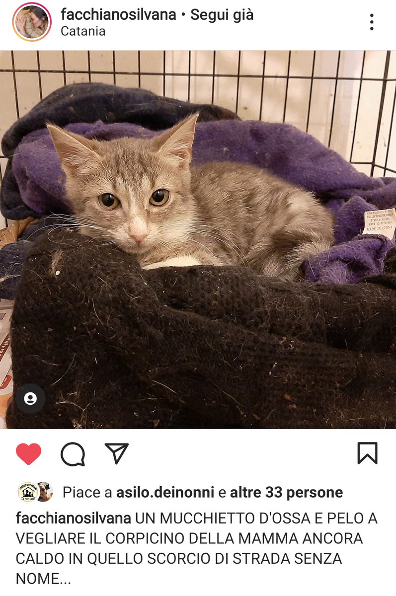 zampa_qua's tweet photo. ATTENZIONE URGENTE🆘🆘🆘🆘Silvana☎️339 4765657🐈NANA' E STATA RECUPERATA VICINO AL CORPO DELLA  SUA MAMMA CHE E VOLATA IN CIELO😔LA PROTEGGEVA,HA BISOGNO DI UNA FAMIGLIA E TANTO AMORE VI ASPETTA A CATANIA ADOTTATELA VI PREGO 🙏🏡❤️#4VOICELESS https://t.co/TZTMIrCSyv