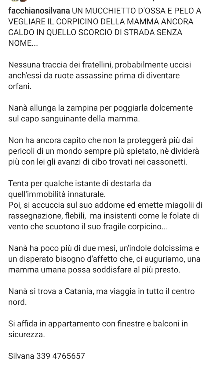 zampa_qua's tweet photo. ATTENZIONE URGENTE🆘🆘🆘🆘Silvana☎️339 4765657🐈NANA' E STATA RECUPERATA VICINO AL CORPO DELLA  SUA MAMMA CHE E VOLATA IN CIELO😔LA PROTEGGEVA,HA BISOGNO DI UNA FAMIGLIA E TANTO AMORE VI ASPETTA A CATANIA ADOTTATELA VI PREGO 🙏🏡❤️#4VOICELESS https://t.co/TZTMIrCSyv