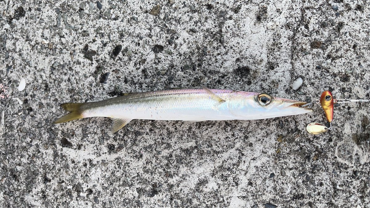 angler__YU's tweet photo. 年末の釣果🎣堤防でナブってたカマスのみ😅

＃グッドミールスピン
#JACKALL https://t.co/ibycBYtlhm
