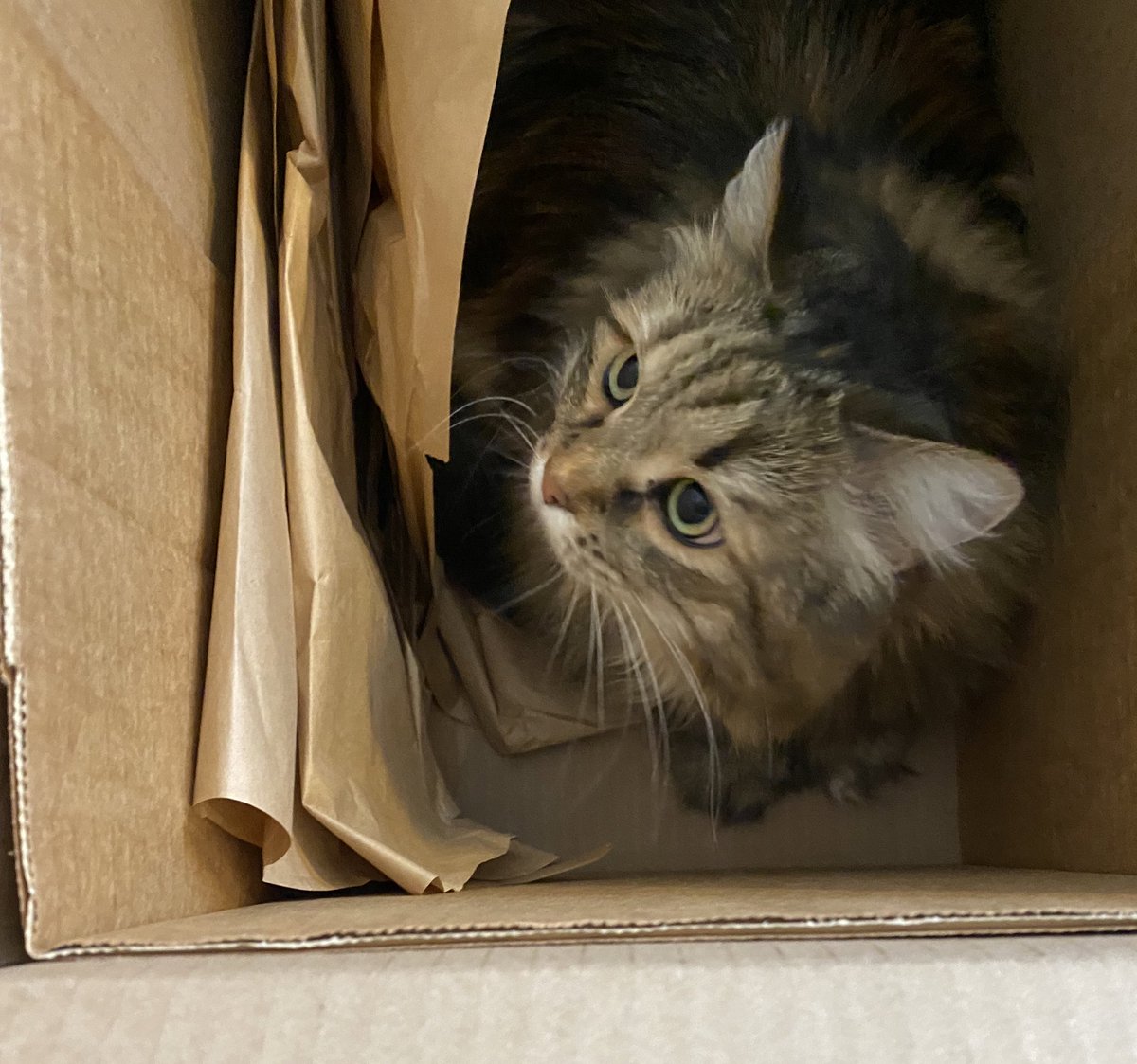Olive73522939's tweet photo. I am multitasking waiting for tuna and sitting in a box! Happy #tunatuesday my friends! It wonβt be long now I know it! πππ
#tuesdaymotivations #CatsOfTwitter #CatsOnTwitter #Oliveπ« #fluffy #tuna #multitaskingcat #catswithjobs https://t.co/8nR5PiwAHq