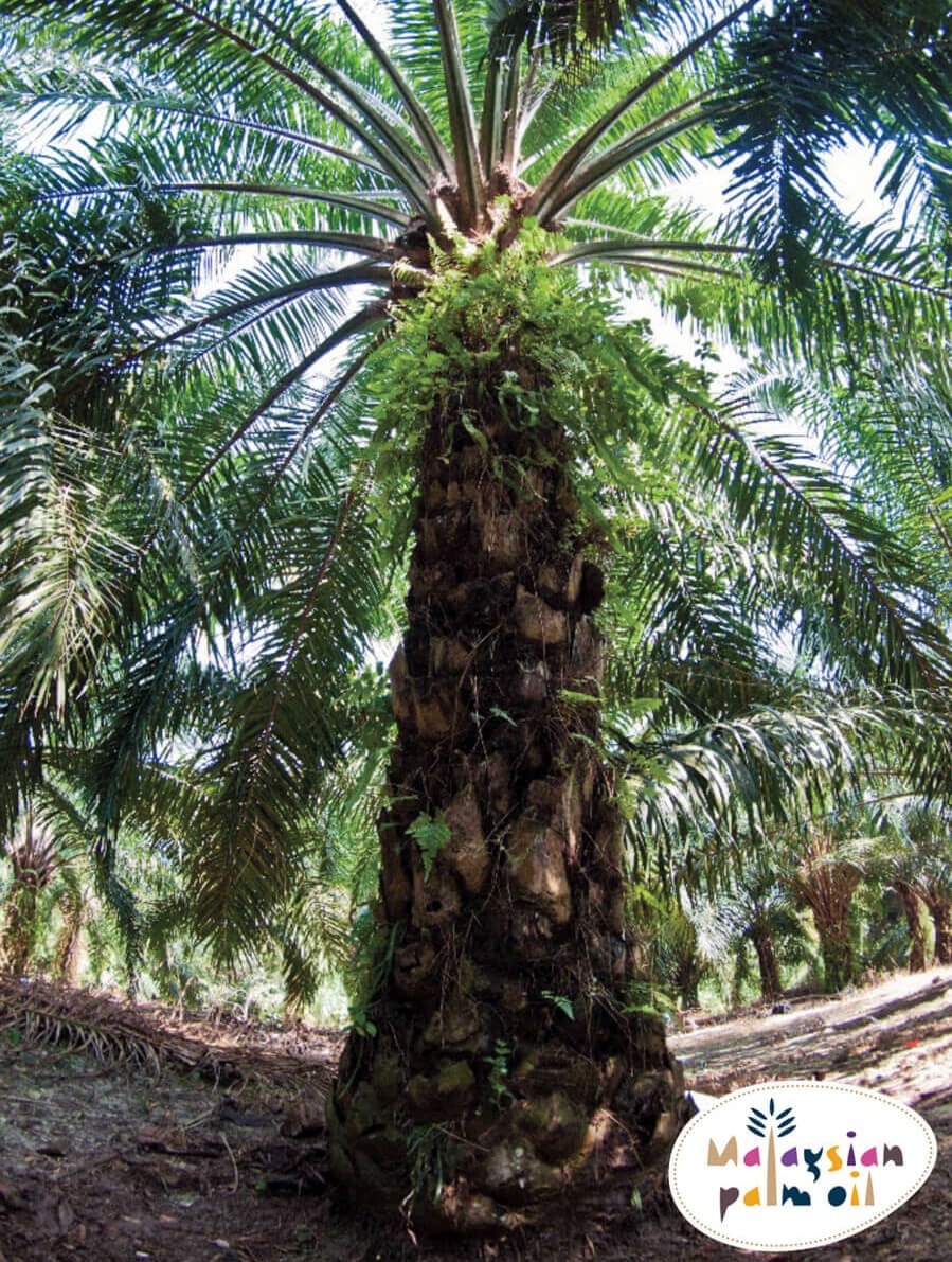 From tropical tree to table: The story of Malaysian palm oil #MalaysianPalmOil #palmoilhealth #oilpalmtree #sustainability #sustainablepalmoil bit.ly/2SynEFO