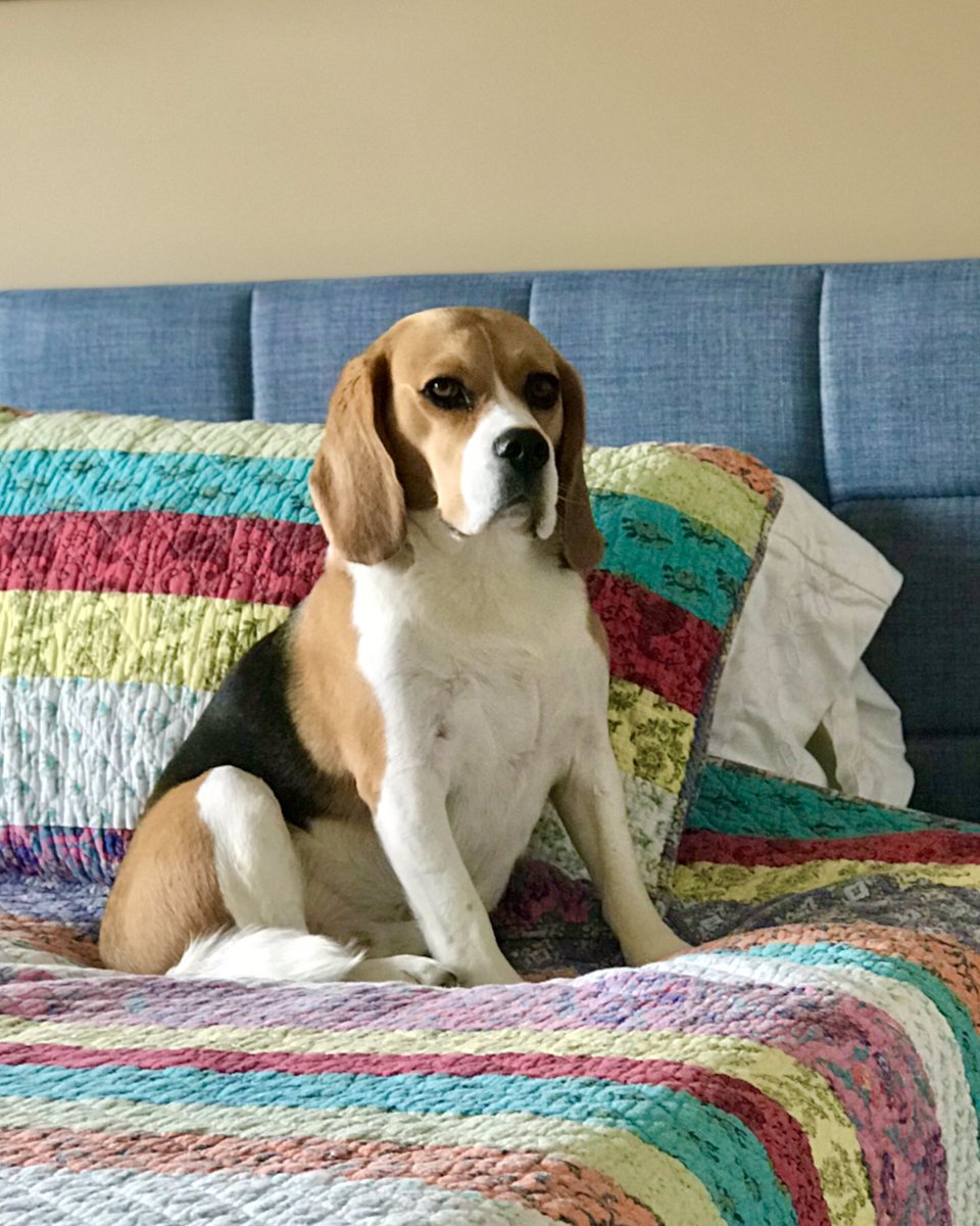 Skipper, my little bro, says “hey” <a href="/preciousdoggo/">Precious Doggo</a>. Thanks for the follow.