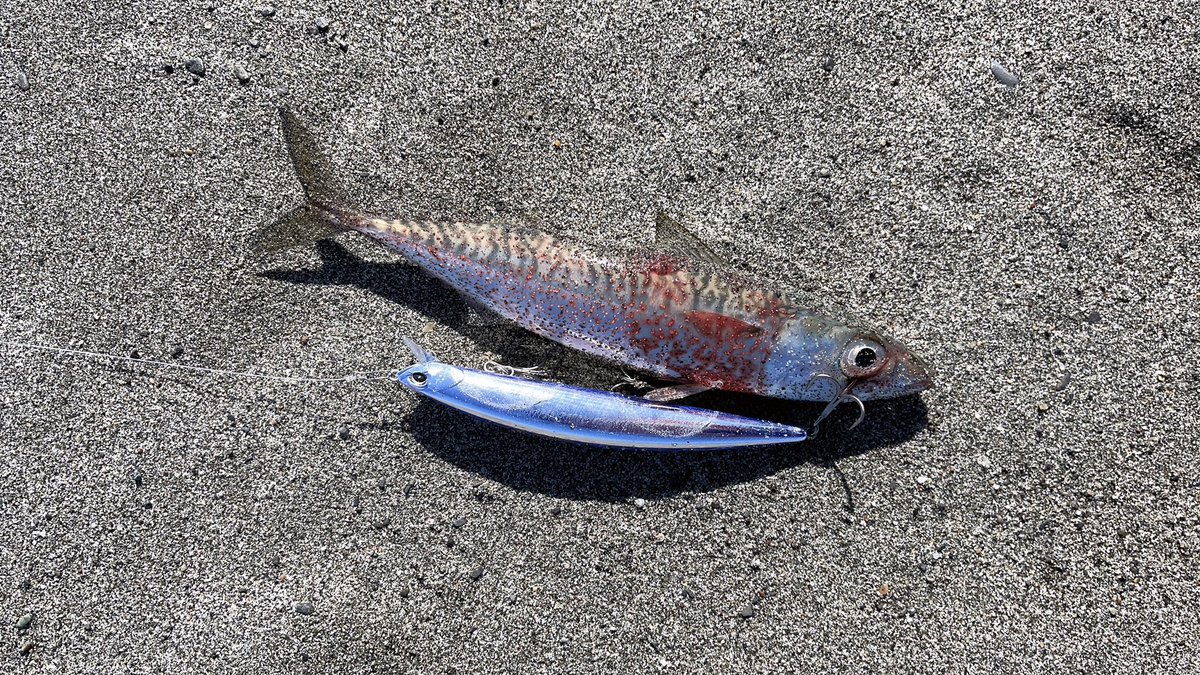 angler__YU's tweet photo. 今年、初釣りはバーサー1匹のみ🐟😅
フラットとか青物釣りたかった😅

#タイドミノースプラット140SF
#DUO
#ジャーキング https://t.co/oEYcpOmBGd