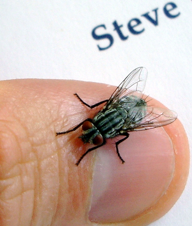 FutureJurvetson's tweet photo. Juicy tidbits from Super Fly🪰
• For each human on Earth, there are 17 million flies
• So far, they have killed half of humanity (> 50 billion people)
• They were the first to fly, and the first in space
• They are the most studied animal

From my post https://t.co/k9oN4a5Jr5 https://t.co/67lWkbpRth