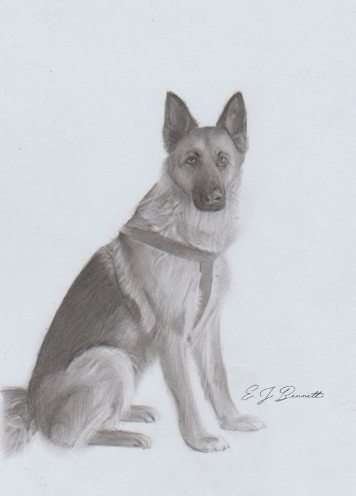 EJBennett123's tweet photo. Featured Art of the Day: "German Shepherd". Buy it at: https://t.co/4FtWioqqFj https://t.co/3dlQYJSzbj