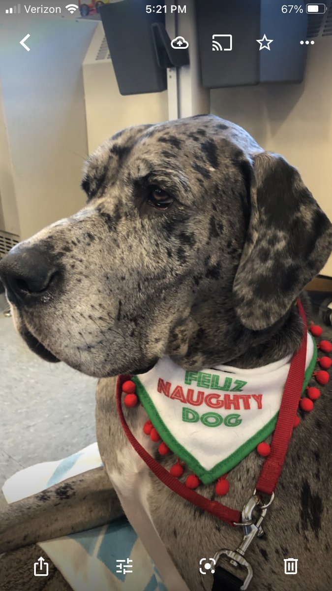 Follow Beekmantown’s facility dog Laci Mae on Instagram lacimaebcsdeagles                 <a href="/StoutengerCHES/">Darcy L. Stoutenger</a> @Dir21KLearning <a href="/DanMannix7/">Dan Mannix</a> <a href="/PollyTavernia/">Polly Tavernia</a> <a href="/SJPaquetteEdu/">Sarah Paquette</a> <a href="/BeekmantownCSD/">Beekmantown CSD</a> <a href="/tracy_manor/">Tracy Manor</a>