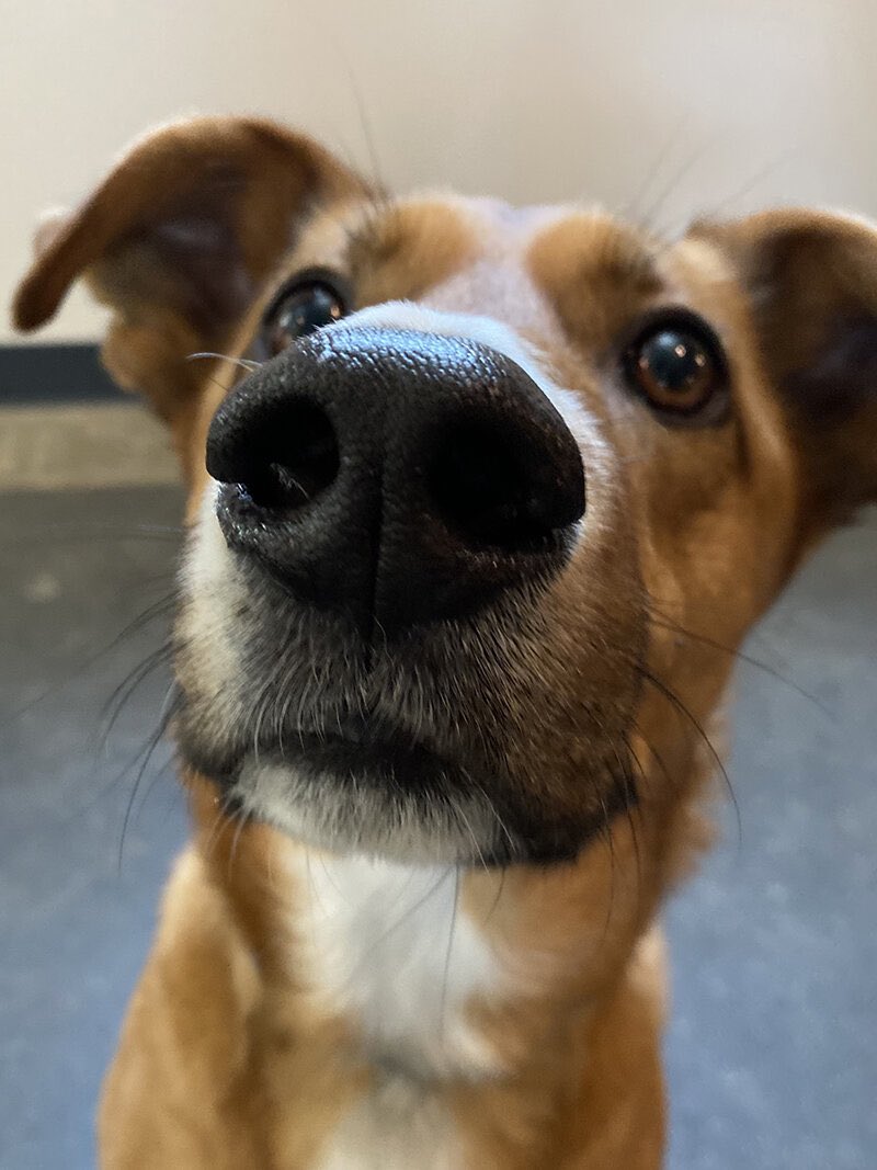 Pack Shack Dog Day Camp (K9DayCamp) Twitter