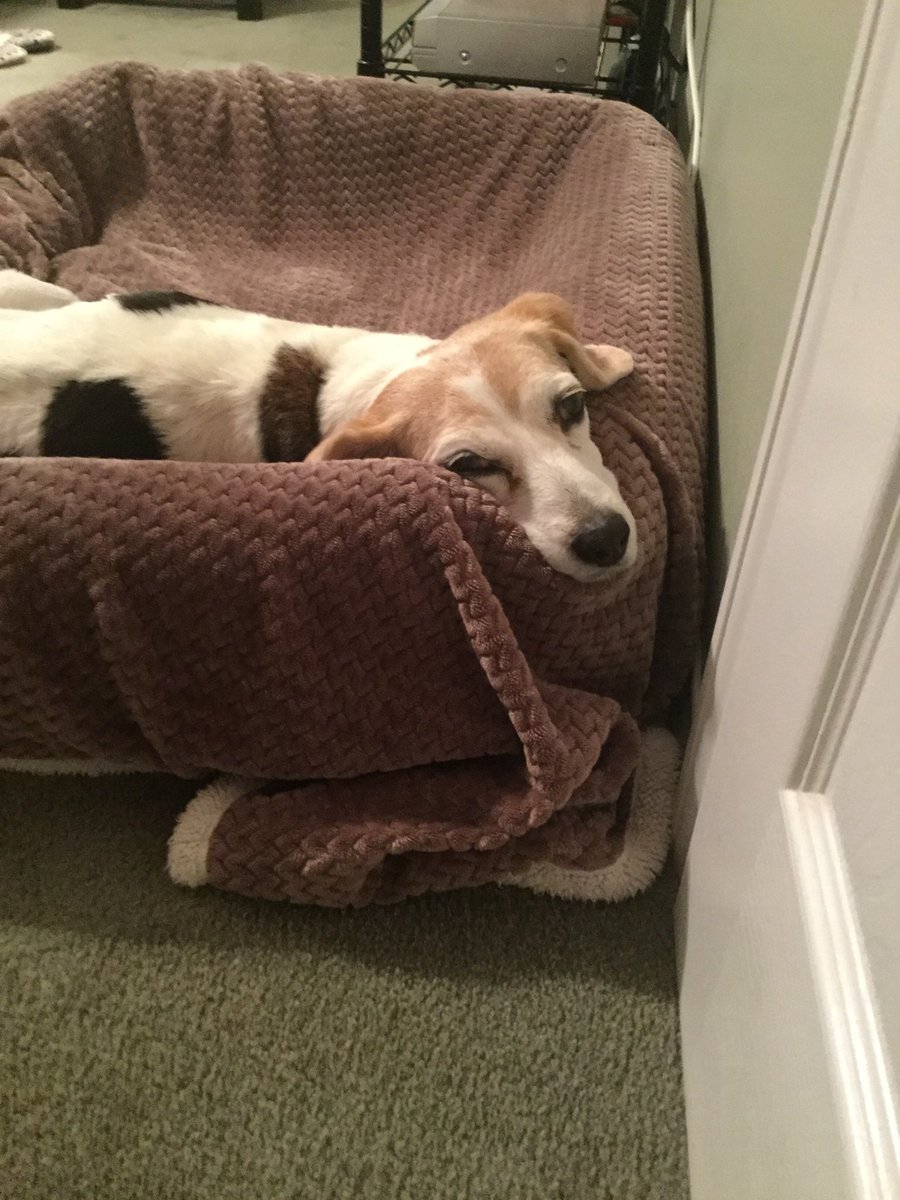 SpudsMck's tweet photo. My baby Amelia. Greatest beagle. Running free today. Momma will miss you forever. When you get to the bridge, don’t harass your sister Gracie. Til we meet again my girl. 💔💔💔💔💔💔 #Beagle #YearOf15 #beaglefacts #Amelia https://t.co/W0863RJUzf