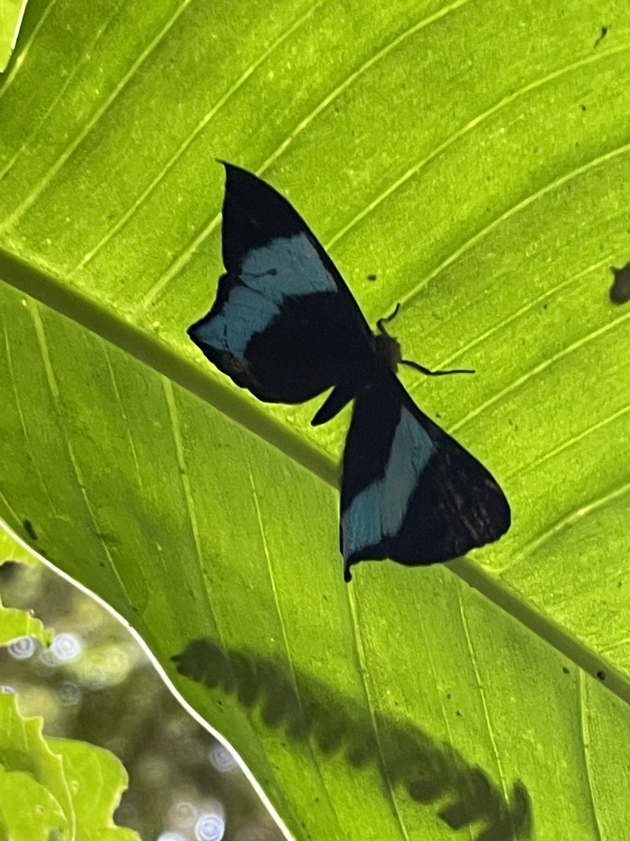 BlueBagRedBag's tweet photo. Over the weeked we went to our favorite Costa Rican park to ring in the New Year. 
Happy 2022 to all! #TravelTuesday #puravida #costaricapuravida #gooutsideandplay #newyear2022 #fudebiol https://t.co/peuFkLe9ov