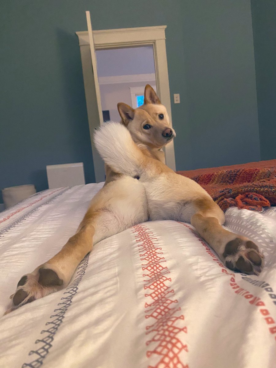 DripDropStudios's tweet photo. @cryptosurfpunks My boi #yoshi says #hemlo to the #dogearmy Here’s his cute butt 😝 https://t.co/2lsDAJP55V