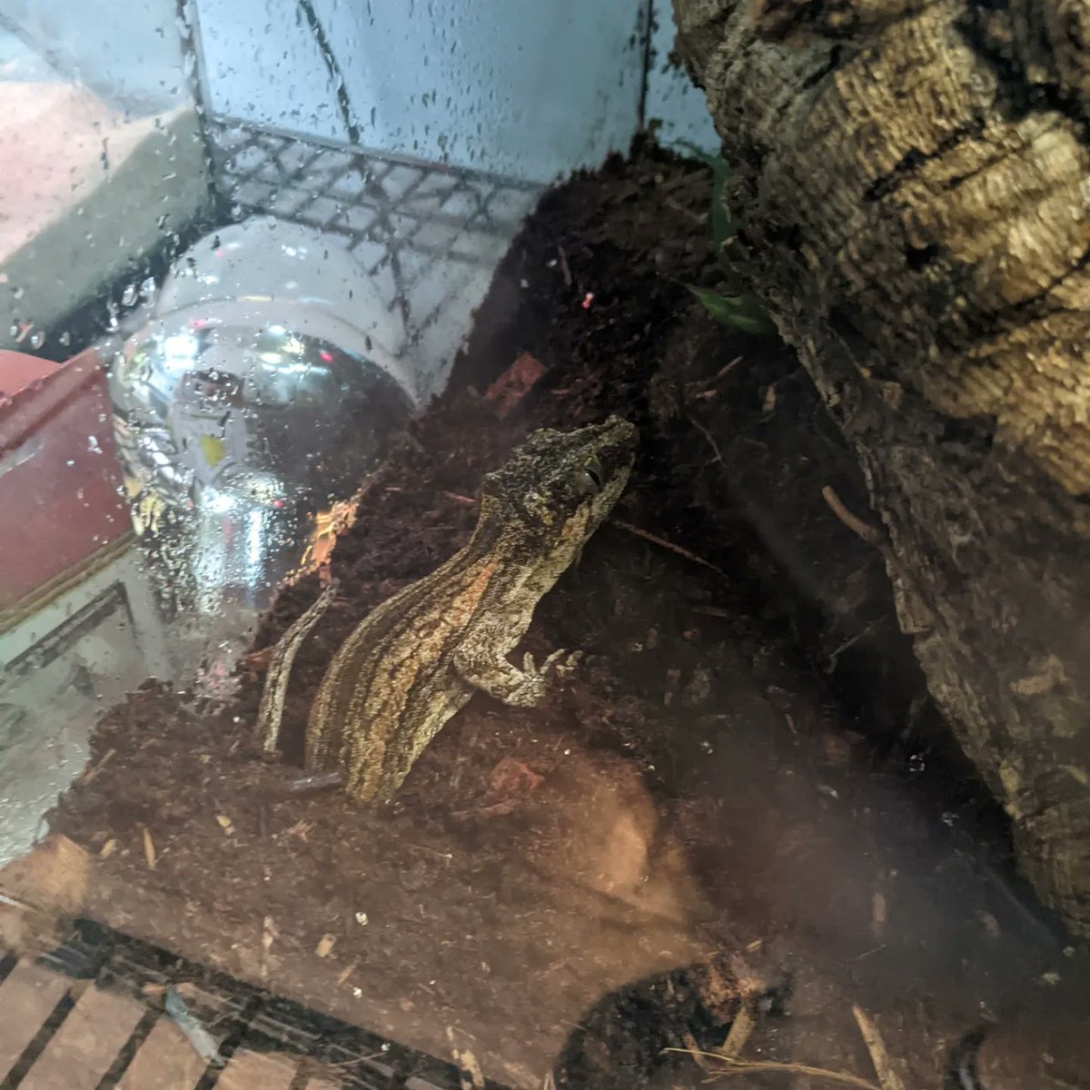 Curious Creatures LLC tweet media