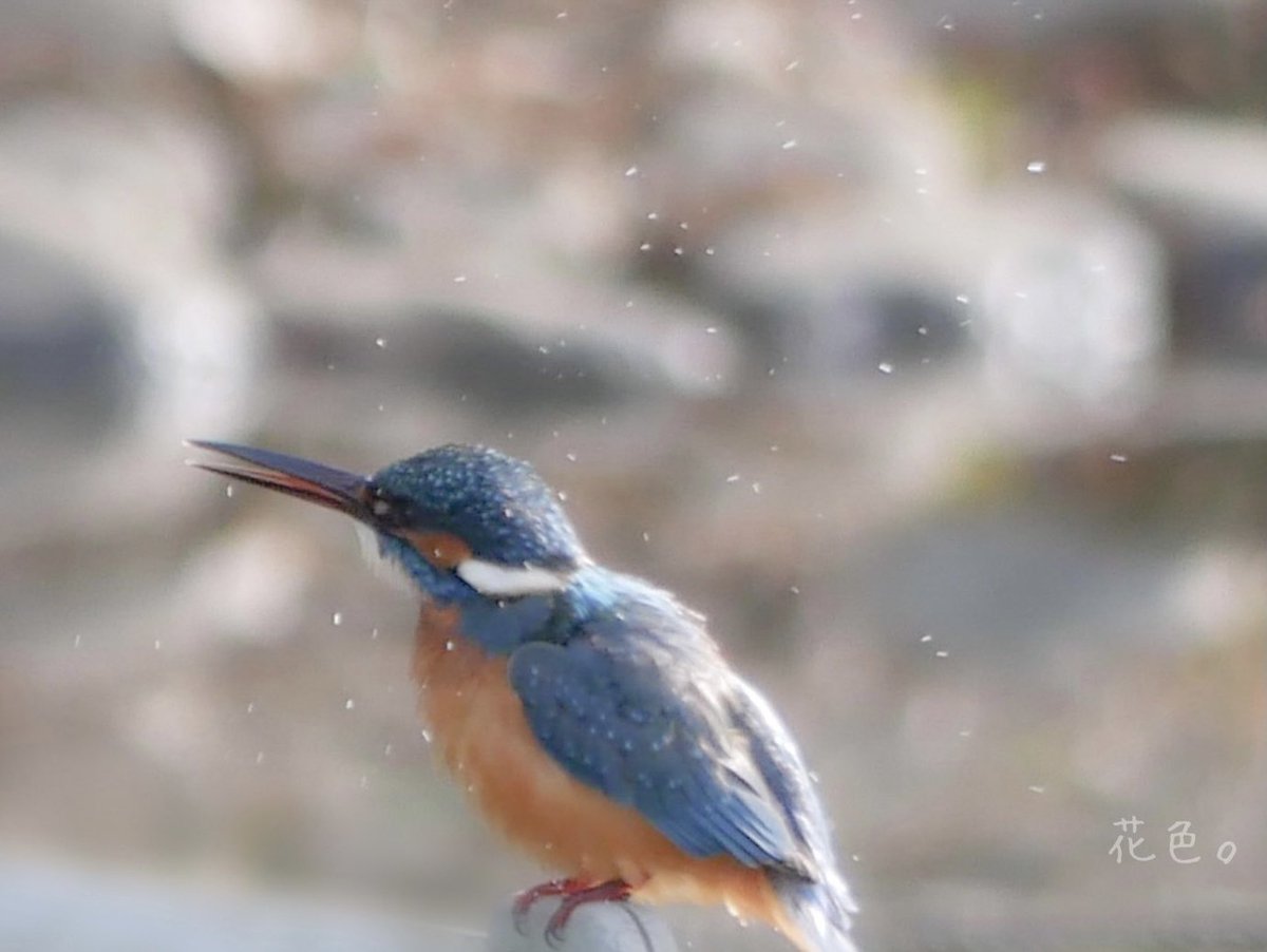 ꕤ*.ﾟ

はじめての鳥  

#自然 
#キリトリセカイ  
#野鳥
#野鳥写真
#カワセミ