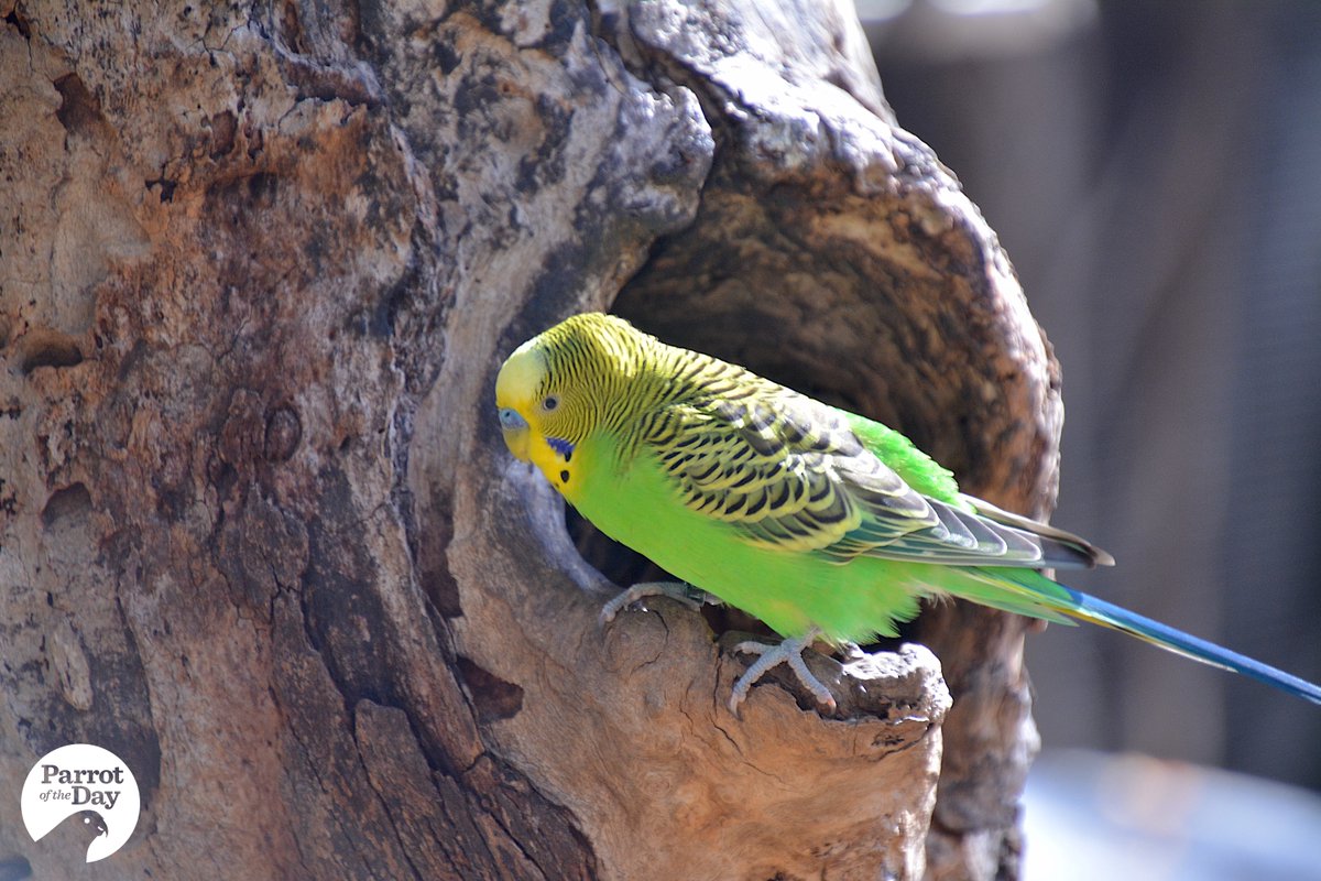 Of Australia's 50 or so parrot species, only a handful have English common names derived from First Nations languages, most prominently gang-gang and corella (Wiradjuri), galah (Yuwaalaraay) and budgerigar (possibly Gamilaraay but disputed)... [Thread 🧵]