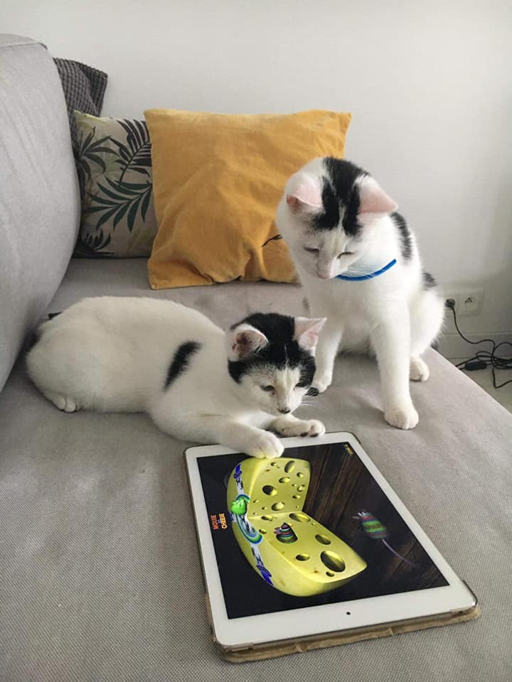 FundacjaSDZ's tweet photo. ❤️Adoptuj z sercem❤️
#Anna &amp; #Basia to wpatrzone w siebie kocie przyjaciółki, które wszystko robią razem.
Szukają wspólnego domu na zawsze. Kochają również psy. Pomożecie i poudostępniacie?
Ankieta przedadocyjna: https://t.co/s1bqeS8ZU5 
#CatsOfTwitter #niekupujadoptuj #kot #cat https://t.co/uV5ZmVGruP
