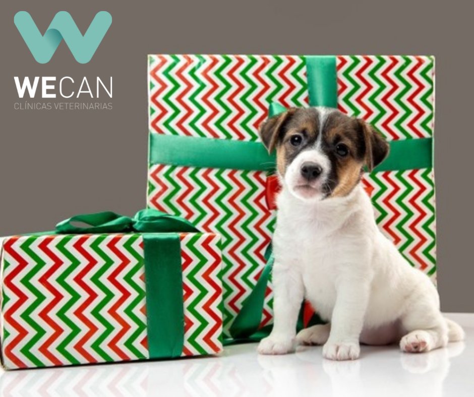 rivera_vet's tweet photo. Si definitivamente has llegado a la conclusión de que regalar una mascota es la mejor opción, no lo compres, ¡ADÓPTALO!
#clinicaswecan #navidades2021 #añonuevo #regalodenavidades #mascotas #quedebosaber #piensalo #noesuncapricho #adoptanocompres #felicesfiestas https://t.co/vJdvlWTORq