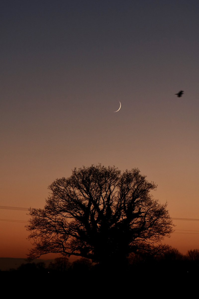 Crescent moon, a crow and an oak tree at sunset #sunset #Moon #newmoon #treeclub #NaturePhotography #12dayswild #birders #TwitterNatureCommunity #BirdsSeenIn2022 <a href="/Natures_Voice/">RSPB</a>
