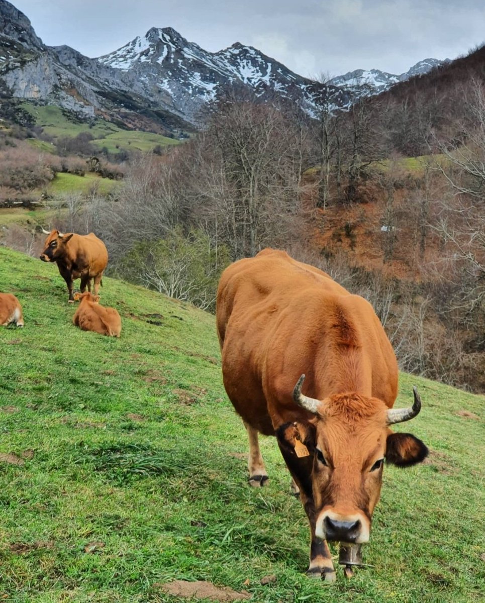 dcortecero's tweet photo. Somiedo, ayer
🐂🍃🔭
#Asturias https://t.co/zKWGa4ocuw