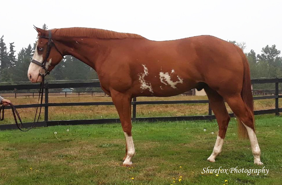 TheBrownRider's tweet photo. He's a big boy! Finally got around to posting his pics. #APHAProud https://t.co/g4rfsSW408