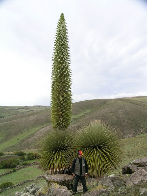 Puya Raimondii, also known as queen of the Andes, is the largest species of bromeliad, reaching up to 15 m (50 ft) in height. It is native to the high Andes of Bolivia and Peru [read more: https://t.co/0M76XPqMIN] https://t.co/6krs1ePeVr