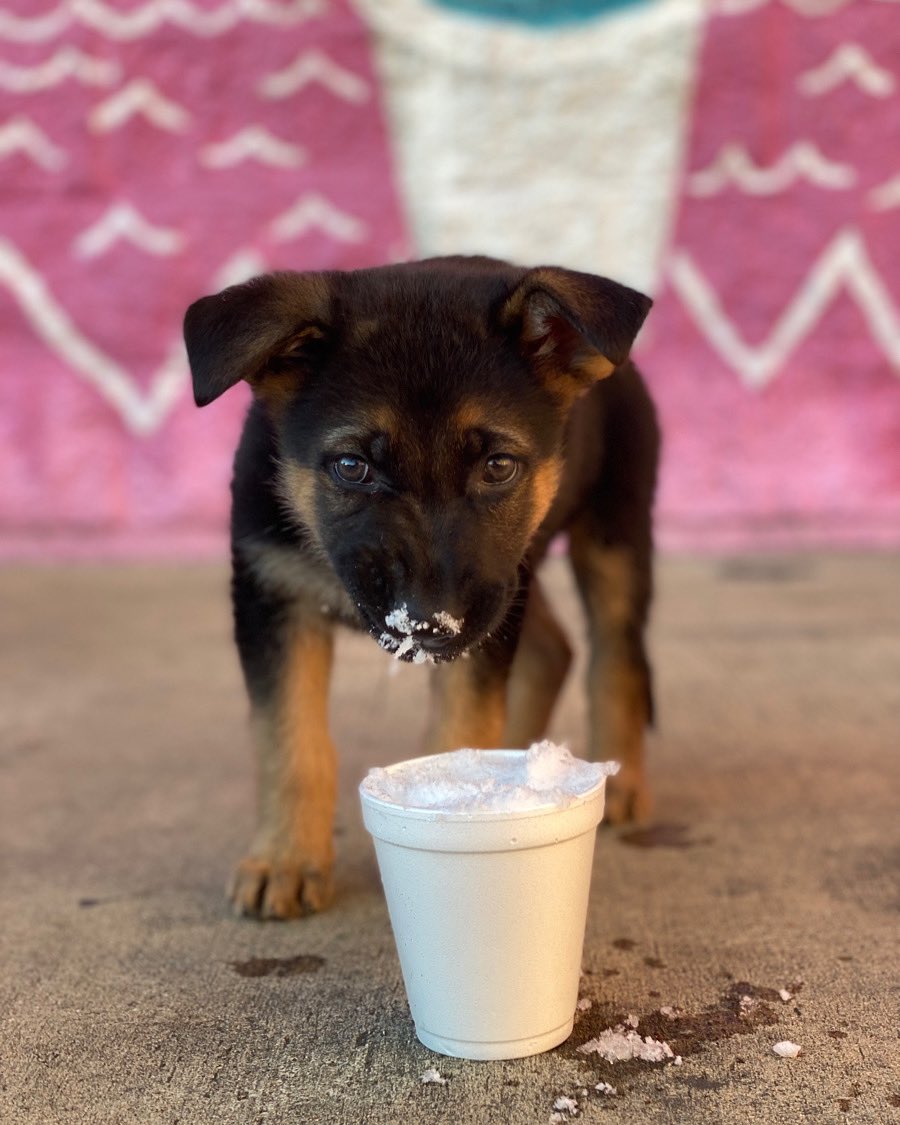 ConesJerry's tweet photo. Jerry’s pups are our favorite customers💗🐶 Treat your pup to a trip to Jerry’s for a pup cup!
#jerryslovesmemphis #jerryssnocones #eatlocal #choose901 #memphisrestaurant #memphis #supportlocal #memphiseats #pupcup https://t.co/SxRT10Uvzu