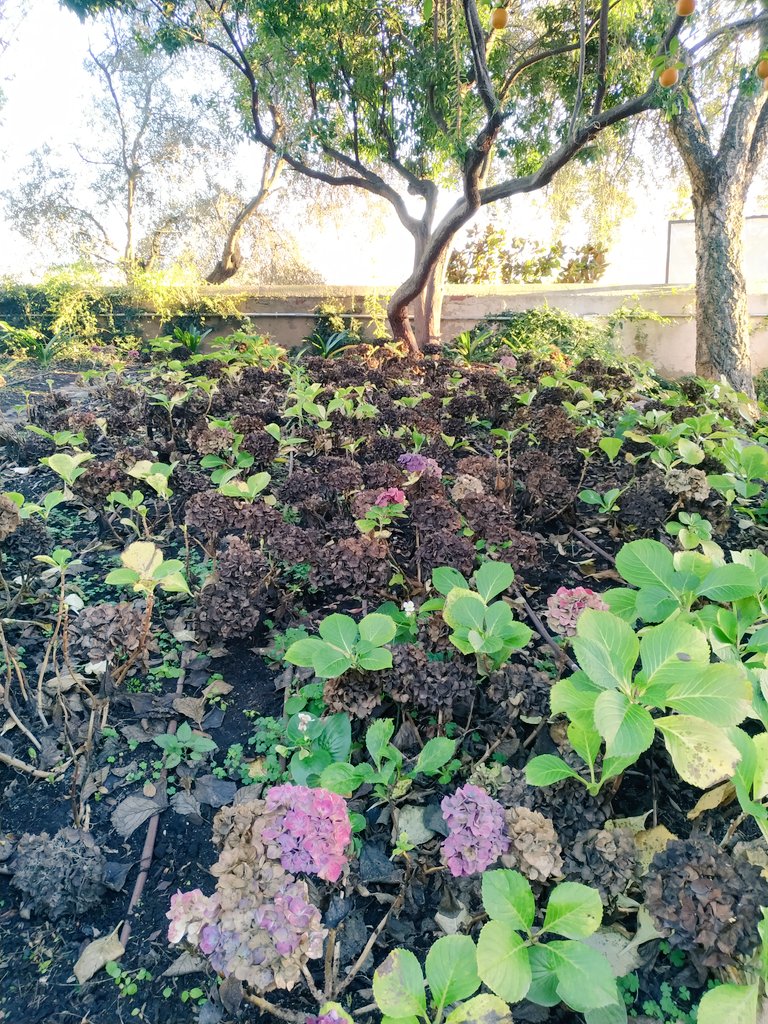 SusBadajoz's tweet photo. Como es posible que recién inaugurado los jardines de La Galera, las hortensias ya estén quemadas @BarreraGragera @ConBdeBadajoz @SOSCABadajoz @aytodebadajoz #quemeloexpliquen https://t.co/zmvjwaP44I