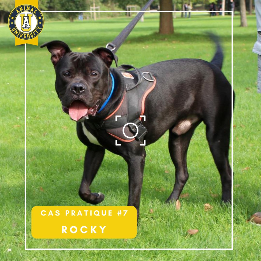 AnimalUniv's tweet photo. Rocky a 1 an, il est encore jeune, plein de fougue, et a un amour débordant pour l'Humain. Il progressera vite en famille. 

@SPA_Officiel 

#adoptdontshop
#animaluniversity #centredeformation
#laspagennevilliers #protectionanimale #chienderefuge https://t.co/7f1aTLWyVV
