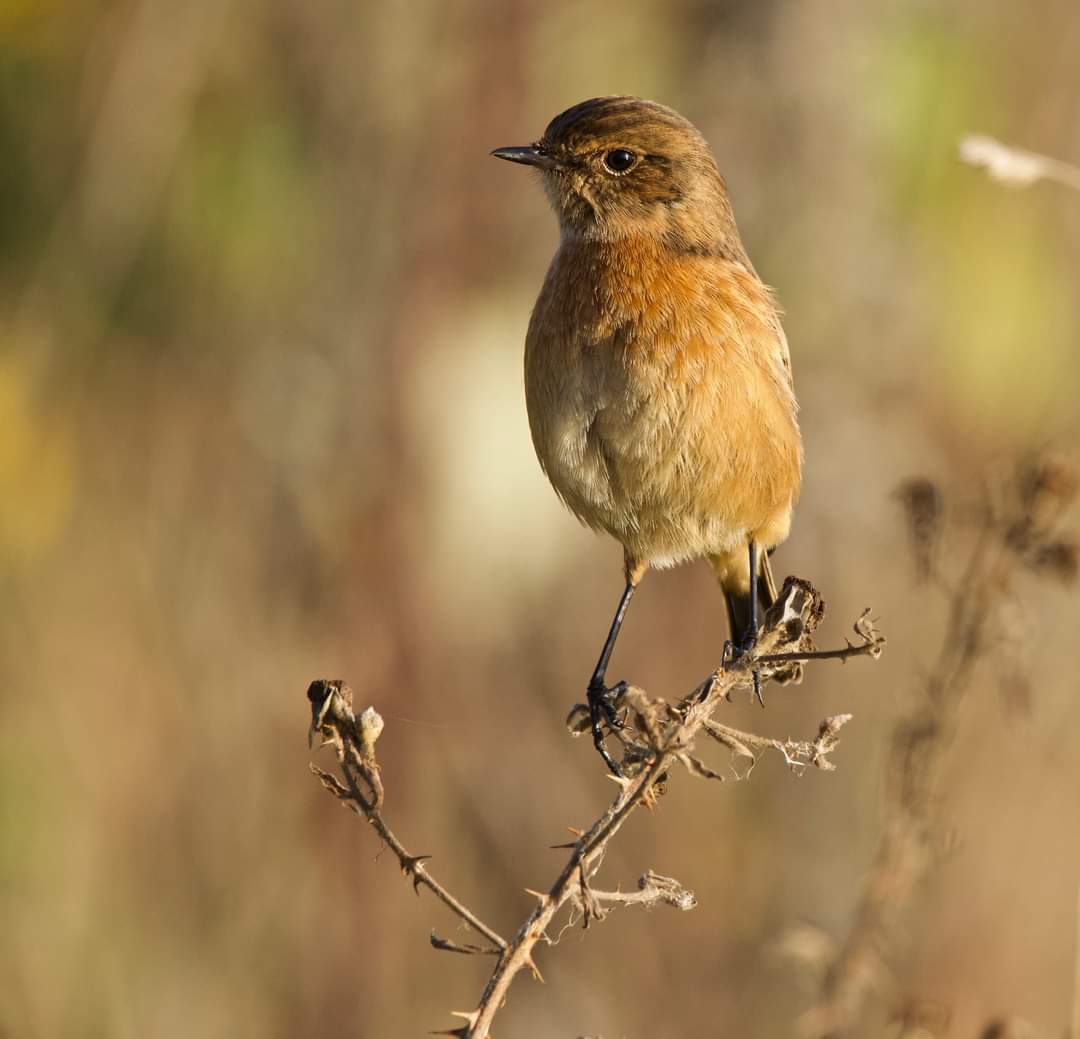 gary_roots's tweet photo. Female Stonechat at Attenborough nature reserve yesterday @AttenboroughNR @Nottswildlife @rawbirds @Avibase @wildlife_uk https://t.co/K3cLnDZde3