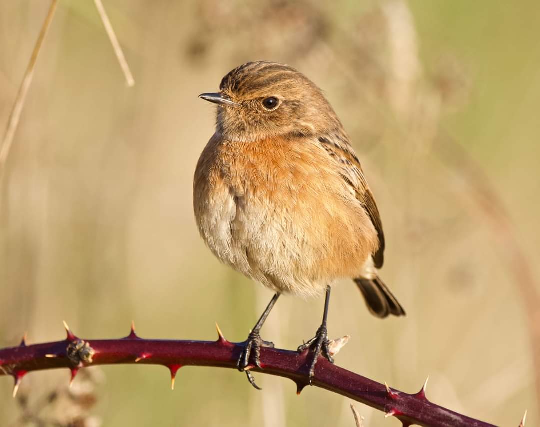 gary_roots's tweet photo. Female Stonechat at Attenborough nature reserve yesterday @AttenboroughNR @Nottswildlife @rawbirds @Avibase @wildlife_uk https://t.co/K3cLnDZde3
