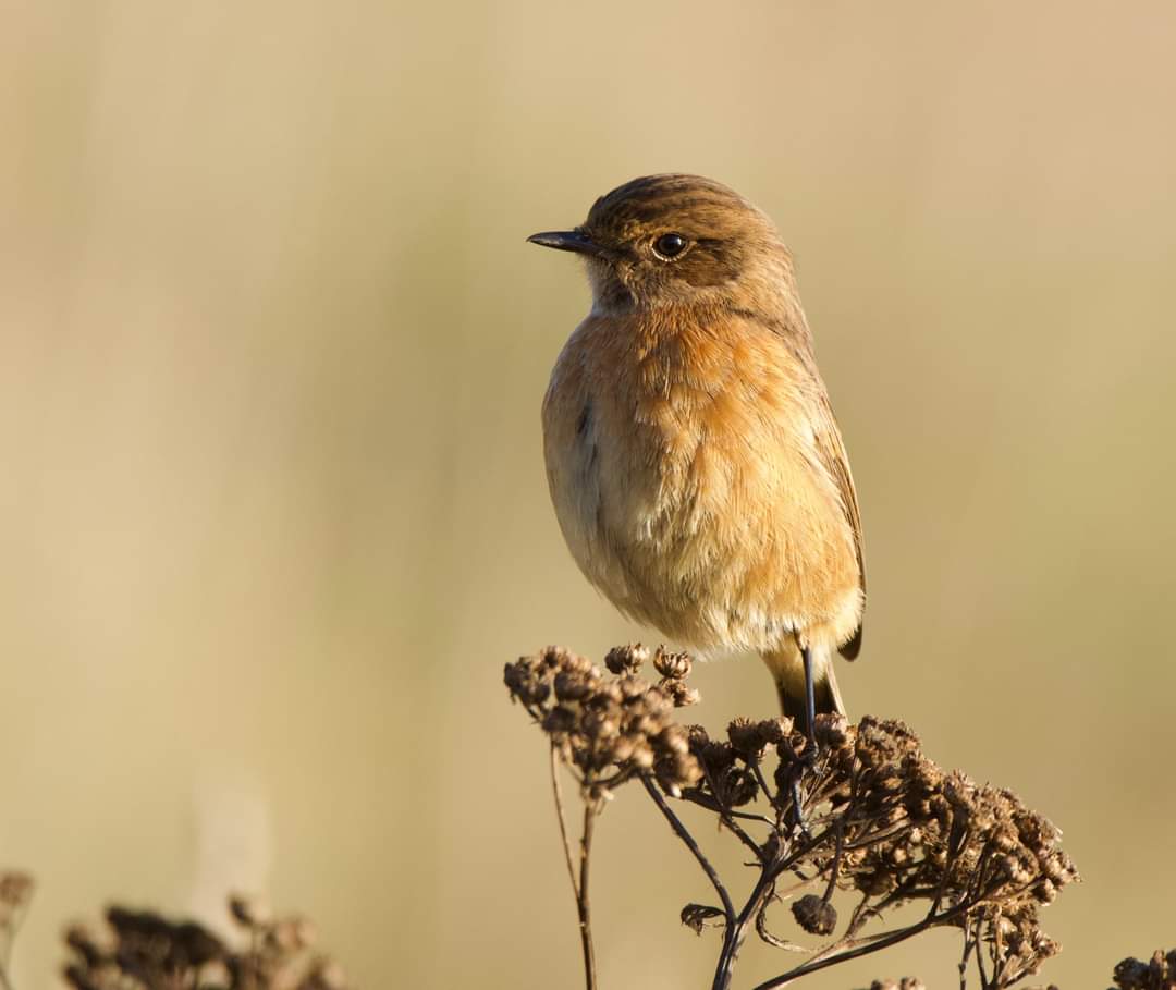 gary_roots's tweet photo. Female Stonechat at Attenborough nature reserve yesterday @AttenboroughNR @Nottswildlife @rawbirds @Avibase @wildlife_uk https://t.co/K3cLnDZde3