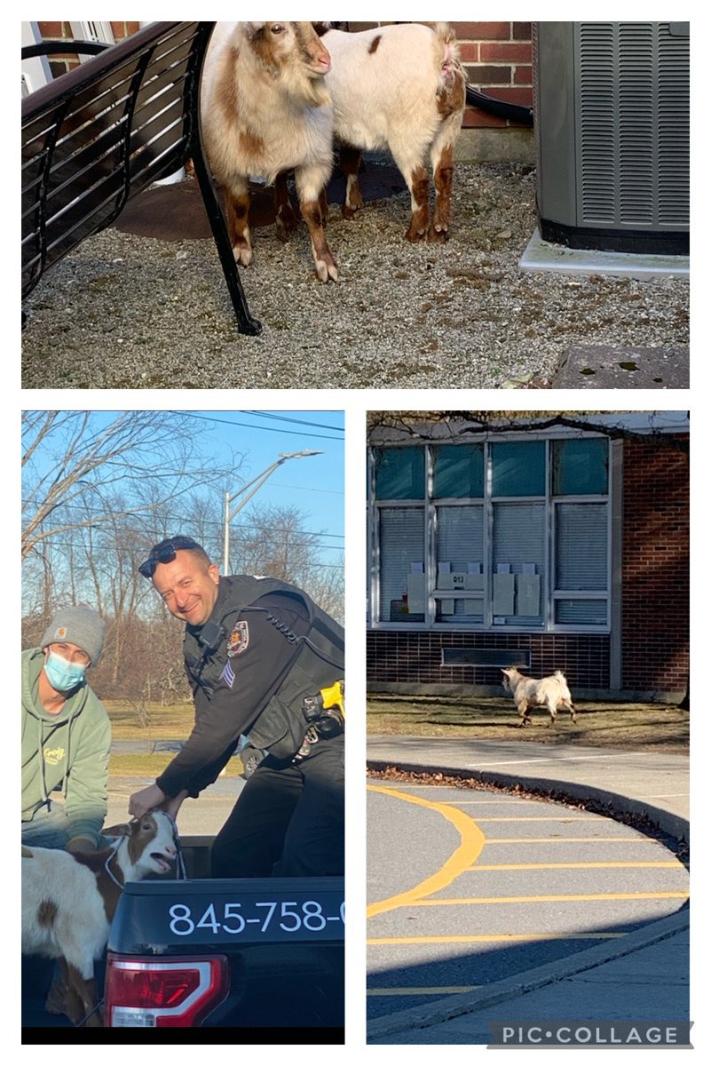 millroadprimary's tweet photo. Thank you to Sgt. Hildenbrand for helping us rescue the runaway goats! https://t.co/yJ3HNHf0Yk