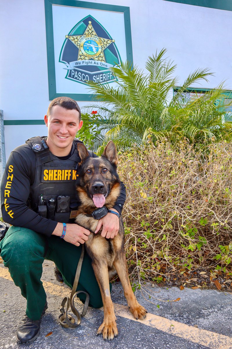 PascoSheriff's tweet photo. Today is K9 Yogi’s seventh anniversary working for PSO! Yogi is one of our patrol K9s. His specialties on the team are tracking people &amp; narcotics detection. He loves working with his fellow deputies to keep people in Pasco safe &amp; we're grateful every day for all his hard work. https://t.co/RIEfUWsGWr
