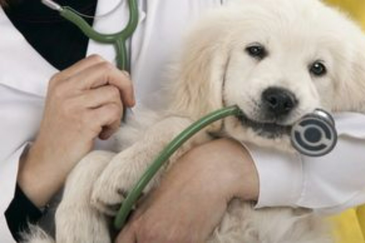 for_veterinary's tweet photo. If Santa brought you a puppy this year and you don't know where to start, come to us! We're experts in young pet wellness, so we'll help you get 2022 off on the right paw. 🐾 #WeLoveOurPatients❤️#4TheAnimalsVetClinic https://t.co/cvmNUw2Dlk
