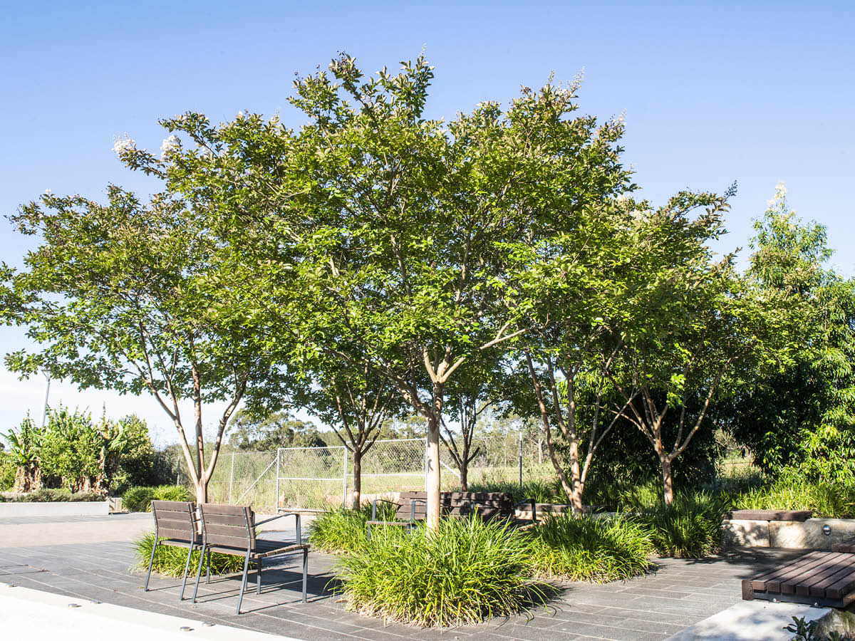citygreensystem's tweet photo. Who wouldn't want to sit under these trees on a hot summer day? Trees planted in May 2016 at 📍 Lachlan’s Line in Ryde NSW Australia | Full Case Study to follow in 2022 | Landscape Architect: ASPECT Studios Sydney #urbanismo #cities #waterconservation   #landscapearchitecture https://t.co/EHntFZZyHD