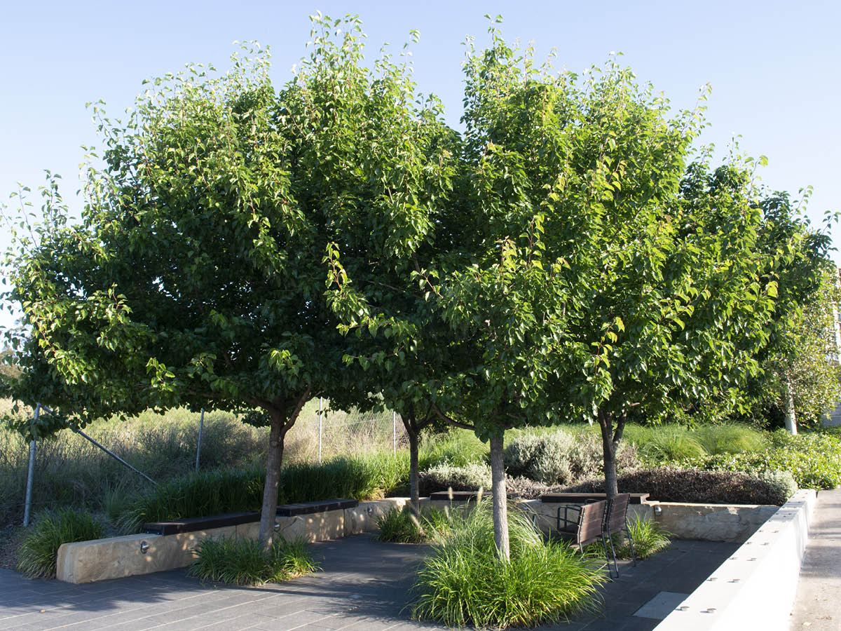 citygreensystem's tweet photo. Who wouldn't want to sit under these trees on a hot summer day? Trees planted in May 2016 at 📍 Lachlan’s Line in Ryde NSW Australia | Full Case Study to follow in 2022 | Landscape Architect: ASPECT Studios Sydney #urbanismo #cities #waterconservation   #landscapearchitecture https://t.co/EHntFZZyHD