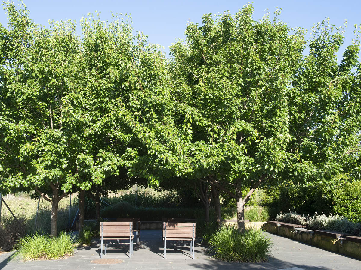 Who wouldn't want to sit under these trees on a hot summer day? Trees planted in May 2016 at 📍 Lachlan’s Line in Ryde NSW Australia | Full Case Study to follow in 2022 | Landscape Architect: ASPECT Studios Sydney #urbanismo #cities #waterconservation   #landscapearchitecture