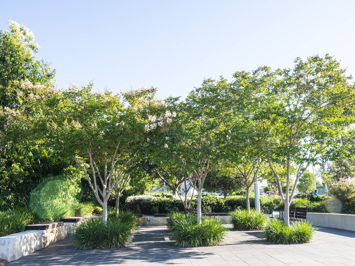 citygreensystem's tweet photo. Who wouldn't want to sit under these trees on a hot summer day? Trees planted in May 2016 at 📍 Lachlan’s Line in Ryde NSW Australia | Full Case Study to follow in 2022 | Landscape Architect: ASPECT Studios Sydney #urbanismo #cities #waterconservation   #landscapearchitecture https://t.co/EHntFZZyHD