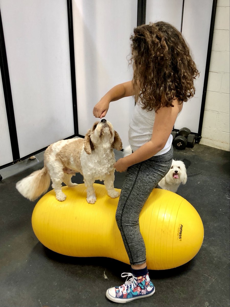 FrolickDogs's tweet photo. New year -- new tricks! What's something you want your dog to learn this year? #FrolickDogs #CanineSportsClub #DogGym #DogFriendly #AlexandriaDogs #AlexandriaPets https://t.co/UJ8BTwoazf