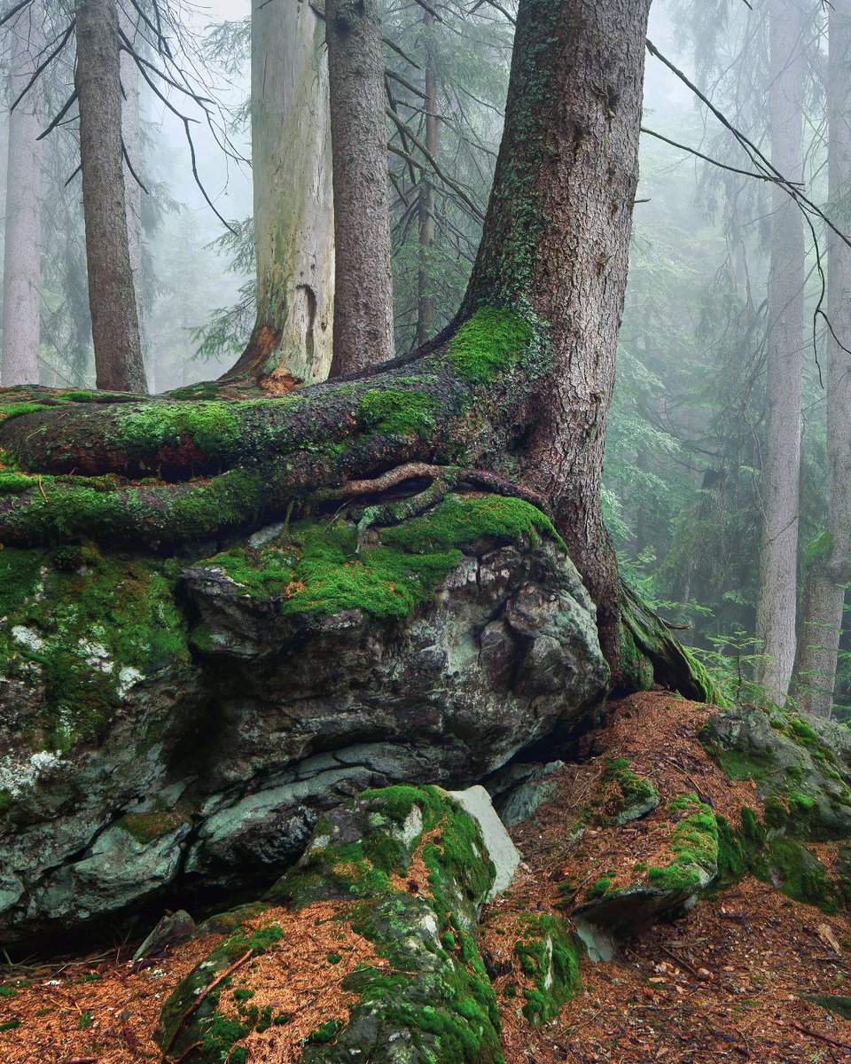 Schoenberger_K's tweet photo. Back to the Roots. Germany 
#photography #trees #landscapephotography https://t.co/EBuCQtYGgO