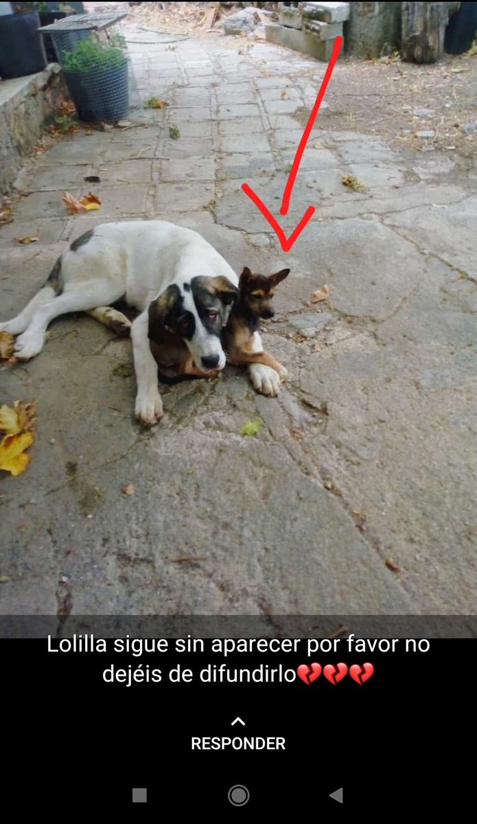 👣🐾Tamy (♥T‿E♥) Soy #TCAE🩺💕mami de dos🐶🐶 tweet media