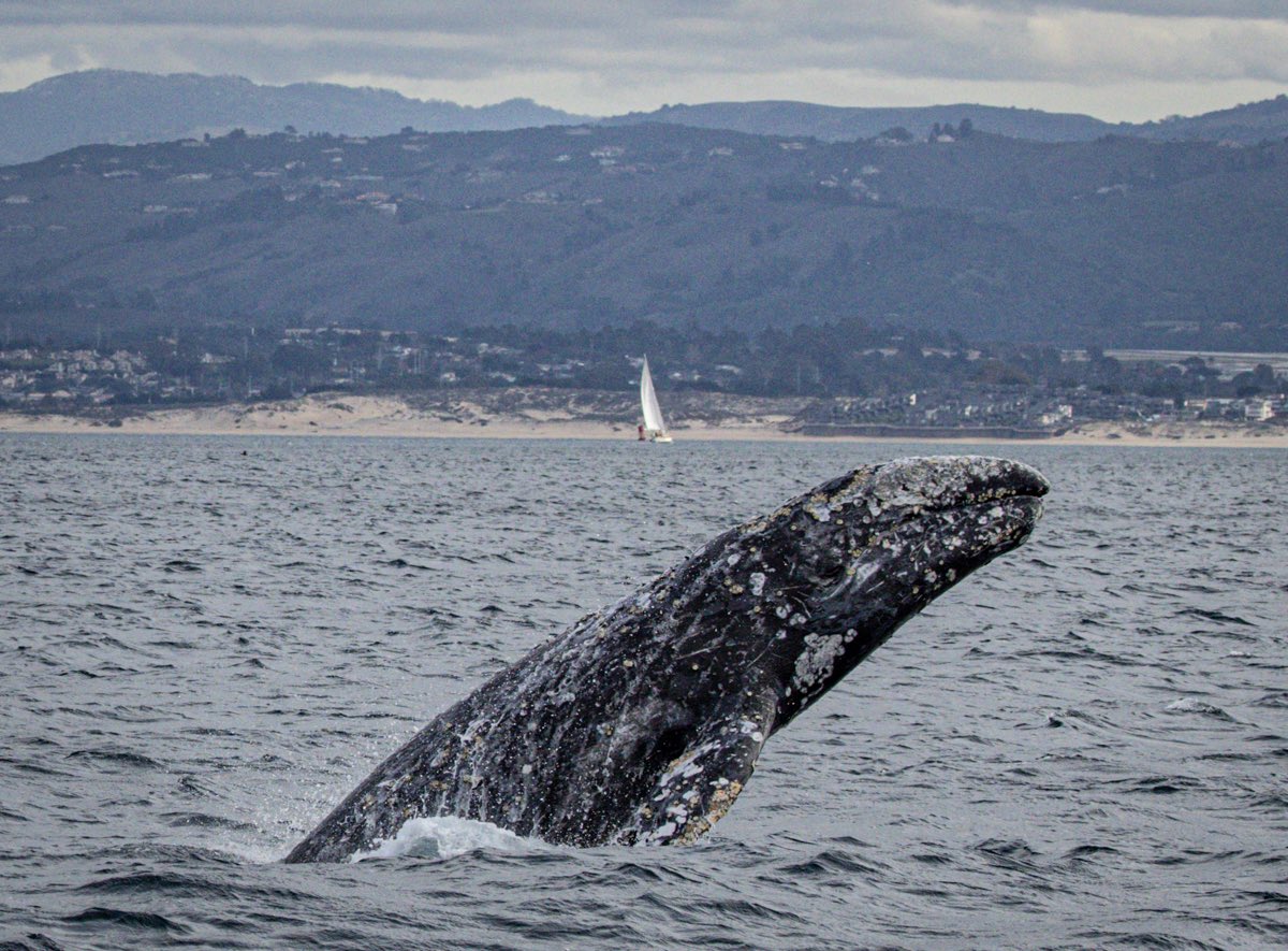 MBayWhaleWatch's tweet photo. CHECK OUT THIS GRAY WHALE BREACH! This gray whale gave us great looks at the barnacles and whale lice that is attached to them. #gowhales #mbww #monterey #graywhale #whales https://t.co/fgkEmefIBQ