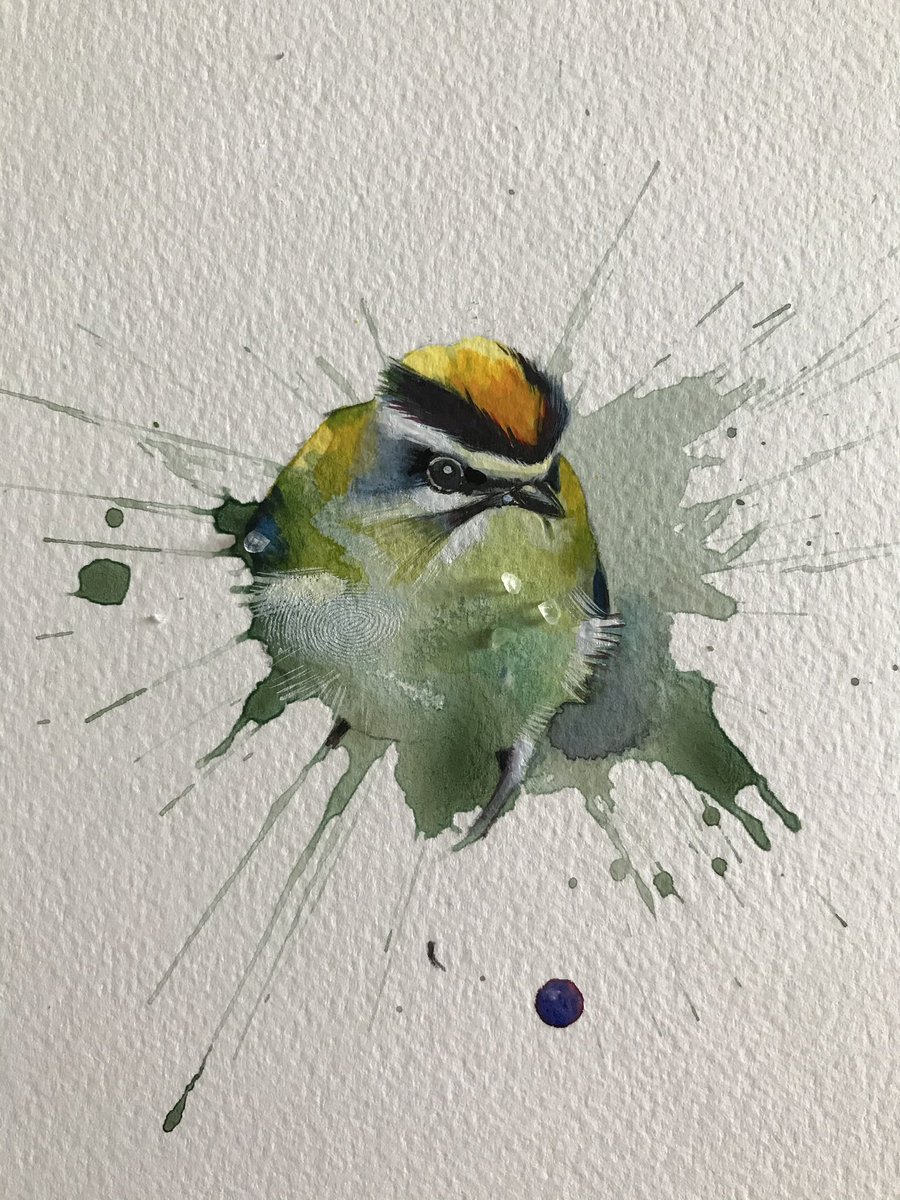 lauraandrew's tweet image. A Firecrest, from the kinglet family 👑 one of Britain’s smallest birds. This photo was taken just before completion of the painting. 
#birdart #painting #firecrest #birds #wildlifeartist #artist