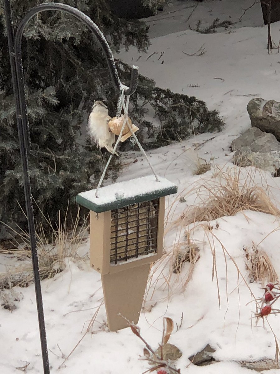 chinooksuetyyc's tweet photo. The neighbourhood downy is back, this time at the neighbour’s suet station! #calgarybirds #yycbirds #suetcakes #suetballs #downywoodpecker #yyc #backyardbirders #birding #birdwatching #birdfeeder https://t.co/Ble27oQiFw