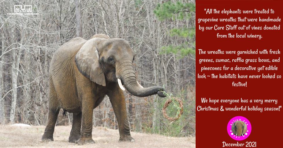 ActforNosey's tweet photo. We still get excited every time @ElephantsTN shares a new photo of #NoseyTheElephant 

Seeing #Nosey enjoying her grapevine wreath over the Festive Season brought us joy, and we hope it brings you joy too! 

The @ActForNosey Team Wishes Everyone a Happy and Healthy 2022 x🥂 https://t.co/8lWNh1kCzX