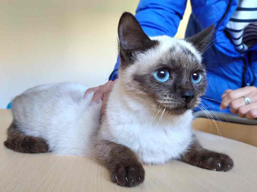 ETierhilfe's tweet photo. 💖Orson💖 #Adoptmetrades
Profil: https://t.co/dQv7leTFVc
#catsneedhome #catsoftwitter #catsofspain #sheltercats #cats #AdoptDontShop https://t.co/MmZYIQowDq