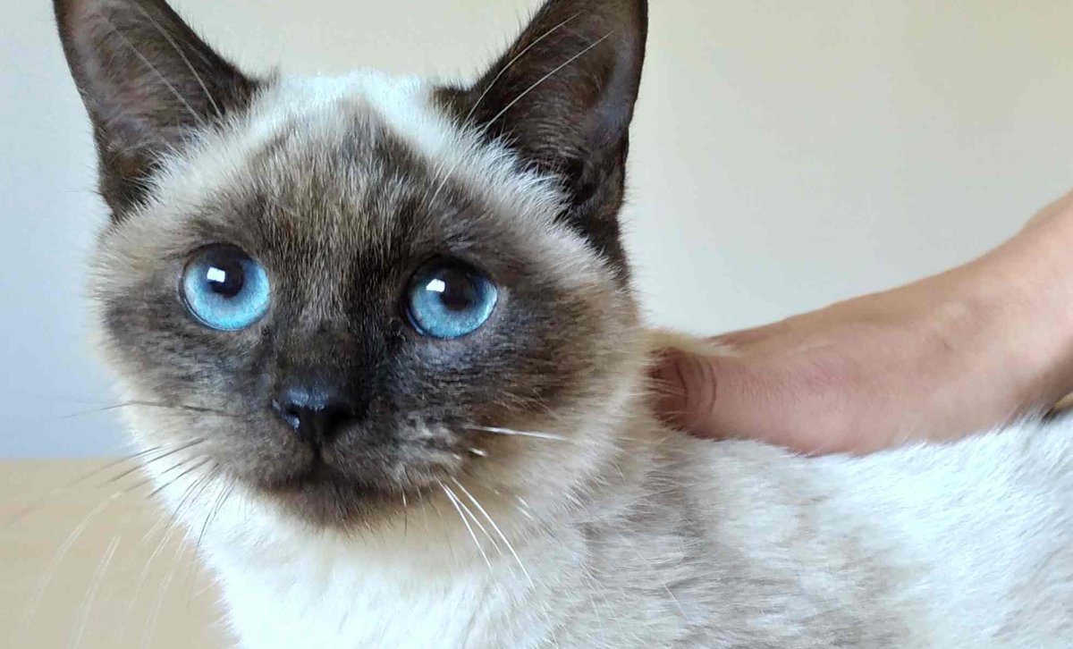 ETierhilfe's tweet photo. 💖Orson💖 #Adoptmetrades
Profil: https://t.co/dQv7leTFVc
#catsneedhome #catsoftwitter #catsofspain #sheltercats #cats #AdoptDontShop https://t.co/MmZYIQowDq