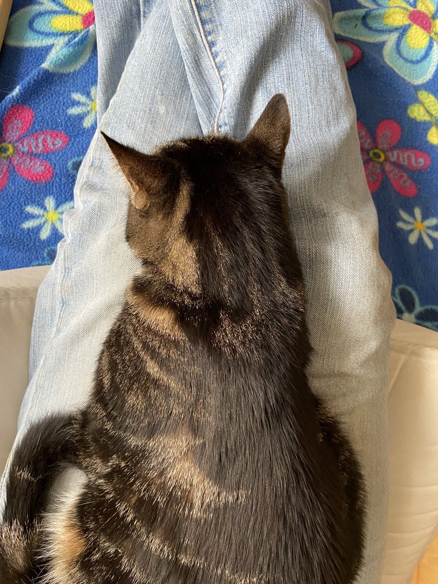 sophiec_expo's tweet photo. @MaggiesMuseum My cats gave me a ration of meows at lunch when I came back. They liked the vacation routine much betterโฆ #notcurrent #workingfromwork #CatsOfTwitter https://t.co/j6tZ13oHKP