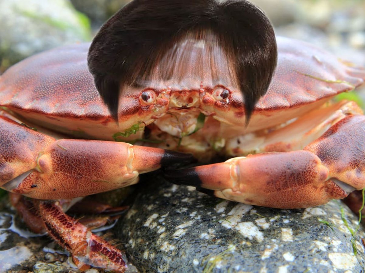 TheDankSage's tweet photo. No thought's
Head empty
Norma Foley crab https://t.co/lbVUzfTGEv