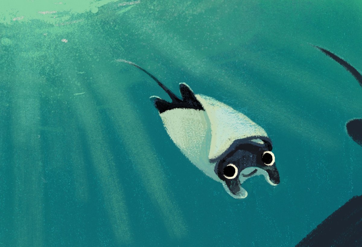 Just learned the cutest fact - manta rays are born like little burritos!